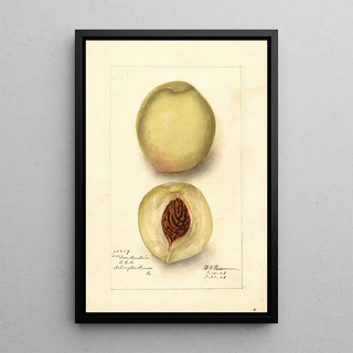 Deborah Griscom Passmore - Prunus persica Iron Mountain.webp