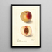 Reprodukcja obrazu Prunus persica Klondike - Deborah Griscom Passmore