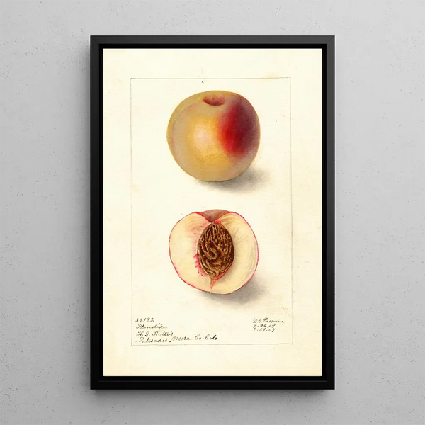 Reprodukcja obrazu Prunus persica Klondike - Deborah Griscom Passmore