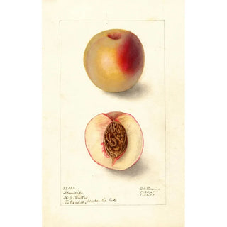 Deborah Griscom Passmore - Prunus persica Klondike.webp