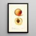 Reprodukcja obrazu Prunus persica Mammoth Strawberry - Deborah Griscom Passmore