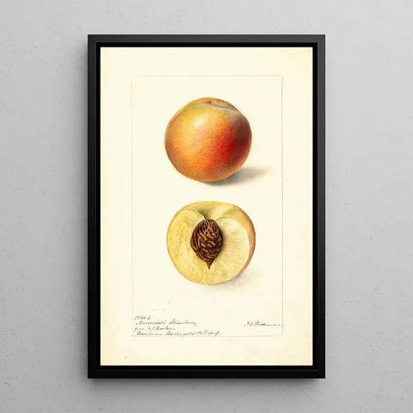 Reprodukcja obrazu Prunus persica Mammoth Strawberry - Deborah Griscom Passmore