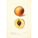 Reprodukcja obrazu Prunus persica Mammoth Strawberry - Deborah Griscom Passmore