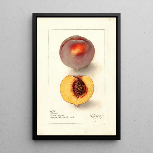 Reprodukcja obrazu Prunus persica Micado - Deborah Griscom Passmore