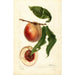 Prunus persica Nysson - Deborah Griscom Passmore — widok dzieła