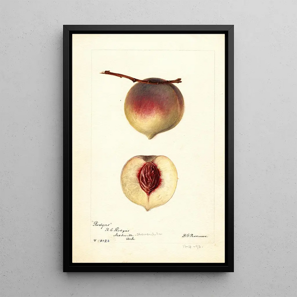 Prunus persica Rodgers - Deborah Griscom Passmore — oprawiony obraz na ścianie