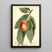 Prunus persica Sneed - Deborah Griscom Passmore — oprawiony obraz na ścianie