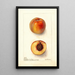Reprodukcja obrazu Prunus persica Worthen - Deborah Griscom Passmore