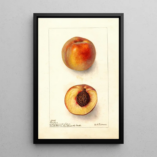 Reprodukcja obrazu Prunus persica Worthen - Deborah Griscom Passmore