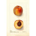 Reprodukcja obrazu Prunus persica Worthen - Deborah Griscom Passmore