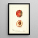 Reprodukcja obrazu Prunus persica Yum Yum - Deborah Griscom Passmore