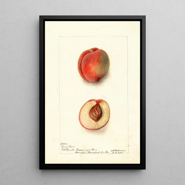Reprodukcja obrazu Prunus persica Yum Yum - Deborah Griscom Passmore
