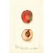 Reprodukcja obrazu Prunus persica Yum Yum - Deborah Griscom Passmore