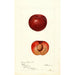 Prunus simonii - Deborah Griscom Passmore — widok dzieła
