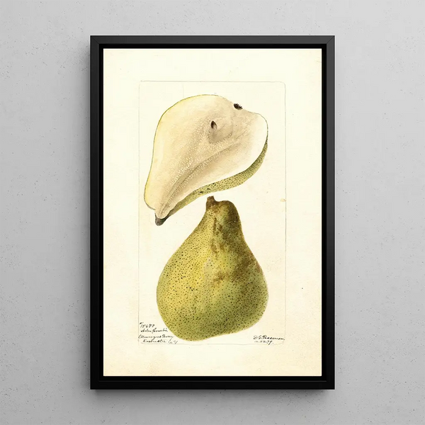 Pyrus communis Drzewo Krzywe - Deborah Griscom Passmore — oprawiony obraz na ścianie