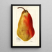 Reprodukcja obrazu Pyrus communis Belle Angevine - Deborah Griscom Passmore