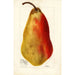 Reprodukcja obrazu Pyrus communis Belle Angevine - Deborah Griscom Passmore