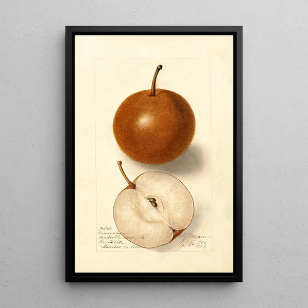 Reprodukcja obrazu Pyrus communis Canners Japan - Deborah Griscom Passmore