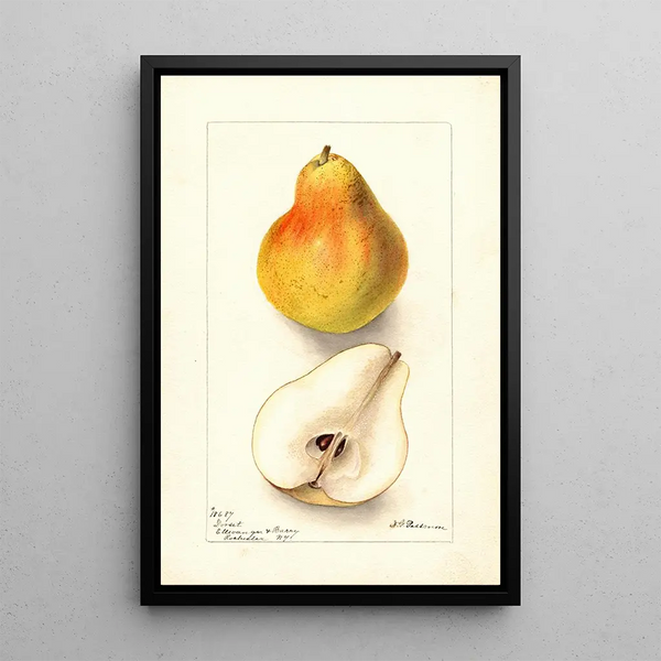 Pyrus communis Dorsett - Deborah Griscom Passmore — oprawiony obraz na ścianie