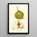 Pyrus communis Hollande - Deborah Griscom Passmore — oprawiony obraz na ścianie