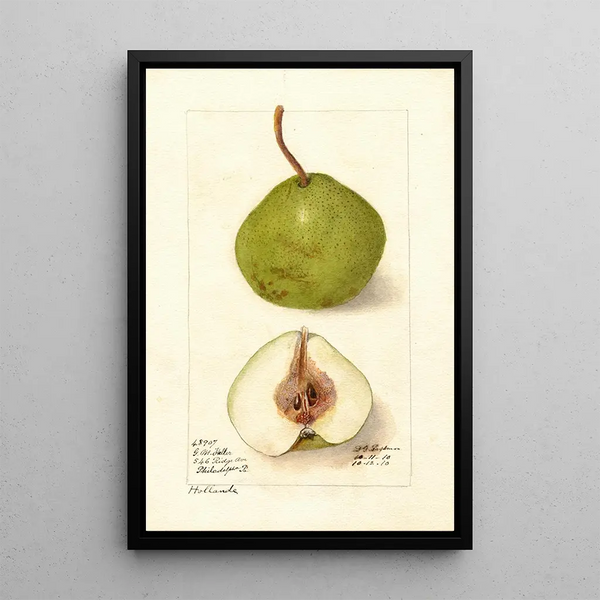 Pyrus communis Hollande - Deborah Griscom Passmore — oprawiony obraz na ścianie