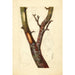 Pyrus communis Howell - Deborah Griscom Passmore — widok dzieła