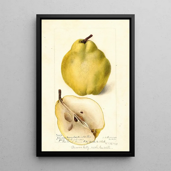 Pyrus communis Johnsons Nameless Winter - Deborah Griscom Passmore — oprawiony obraz na ścianie