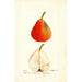 Pyrus communis Lawson - Deborah Griscom Passmore — widok dzieła