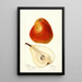 Reprodukcja obrazu Pyrus communis Ogerean - Deborah Griscom Passmore