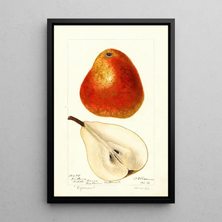 Deborah Griscom Passmore - Pyrus communis Ogerean.webp