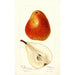 Reprodukcja obrazu Pyrus communis Ogerean - Deborah Griscom Passmore