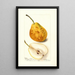Reprodukcja obrazu Pyrus communis Président Gilbert - Deborah Griscom Passmore