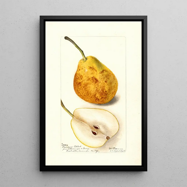 Reprodukcja obrazu Pyrus communis Président Gilbert - Deborah Griscom Passmore