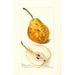 Reprodukcja obrazu Pyrus communis Président Gilbert - Deborah Griscom Passmore