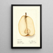 Reprodukcja obrazu Pyrus communis Souvenir du Congrès - Deborah Griscom Passmore