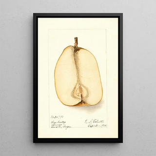 Deborah Griscom Passmore - Pyrus communis Souvenir du Congress.webp