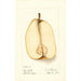 Reprodukcja obrazu Pyrus communis Souvenir du Congrès - Deborah Griscom Passmore