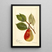Reprodukcja obrazu Pyrus communis Beauté d'été - Deborah Griscom Passmore