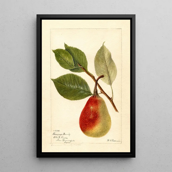 Reprodukcja obrazu Pyrus communis Beauté d'été - Deborah Griscom Passmore