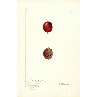 Deborah Griscom Passmore - Ribes Industry.webp