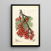 Reprodukcja obrazu Ribes Perfection - Deborah Griscom Passmore