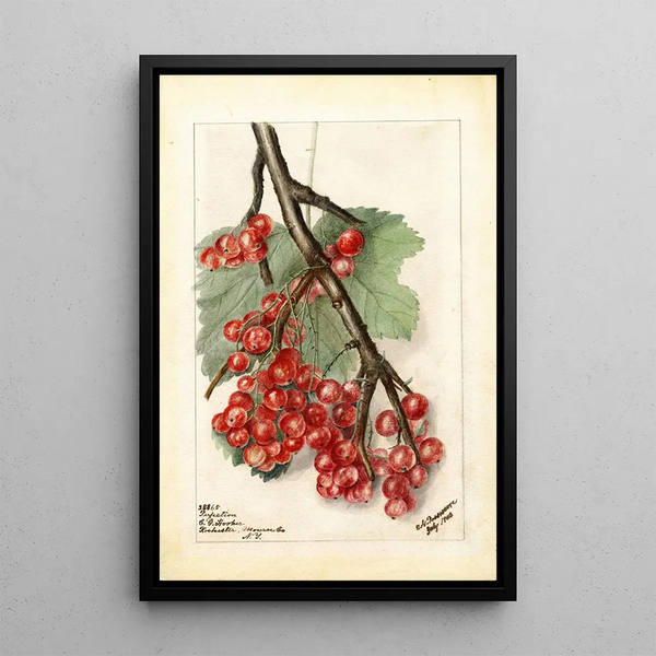 Reprodukcja obrazu Ribes Perfection - Deborah Griscom Passmore