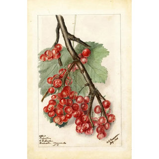 Deborah Griscom Passmore - Ribes Perfection.webp