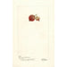 Reprodukcja obrazu Ribes Ribesgros Abenarius - Deborah Griscom Passmore