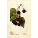 Rubus Blowers - Deborah Griscom Passmore — widok dzieła