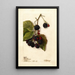 Rubus Blowers - Deborah Griscom Passmore — oprawiony obraz na ścianie