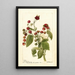 Reprodukcja obrazu Rubus Cardinal - Deborah Griscom Passmore