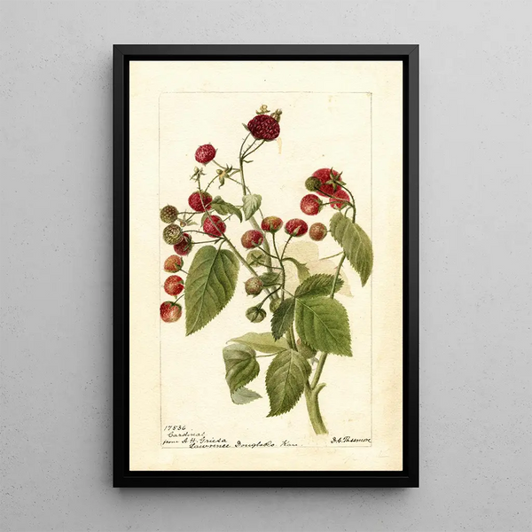 Reprodukcja obrazu Rubus Cardinal - Deborah Griscom Passmore