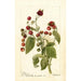 Reprodukcja obrazu Rubus Cardinal - Deborah Griscom Passmore