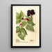Reprodukcja obrazu Rubus Conrath - Deborah Griscom Passmore
